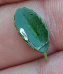 Phytomyza vomitoriae