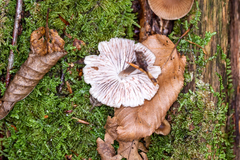 Mycena maculata