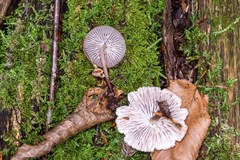 Mycena maculata