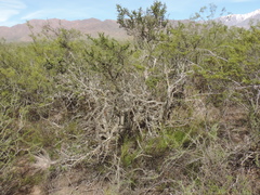 Condalia microphylla