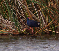 Porphyrio porphyrio