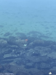 Hypsypops rubicundus