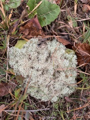Cladonia subtenuis