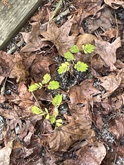 Phyllanthus urinaria
