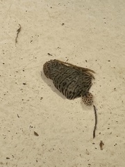 Trinectes maculatus