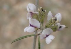 Psoralea candicans