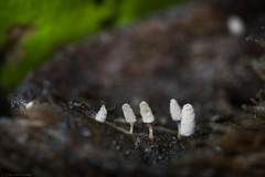 Arcyria cinerea