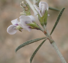 Psoralea candicans