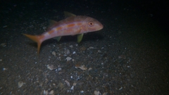 Mulloidichthys dentatus