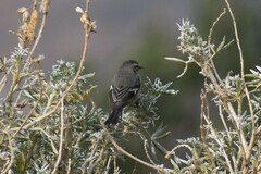 Conirostrum cinereum