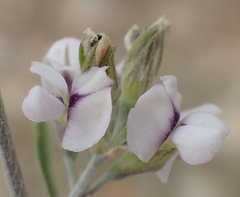 Psoralea candicans
