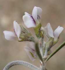 Psoralea candicans