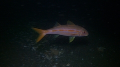 Mulloidichthys dentatus