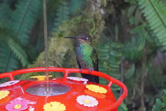 Heliodoxa leadbeateri