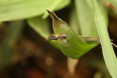 Sciomyzoidea