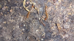 Lithobiomorpha