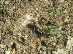 Acrotylus
