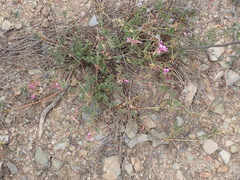 Pelargonium multicaule multicaule