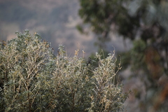 Conirostrum cinereum
