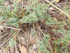 Pelargonium multicaule multicaule