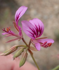 Pelargonium multicaule multicaule