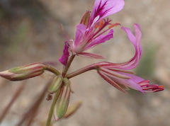 Pelargonium multicaule multicaule