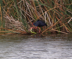 Porphyrio porphyrio