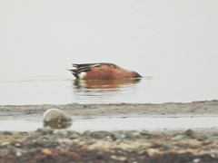 Spatula clypeata × cyanoptera