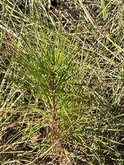 Physcia millegrana