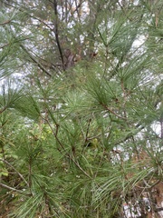 Pinus strobus