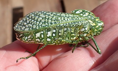 Physemacris variolosa