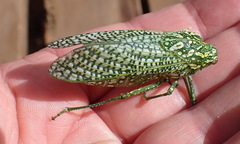 Physemacris variolosa