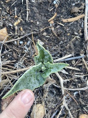 Cucurbita foetidissima