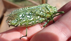 Physemacris variolosa
