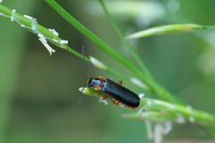 Cantharis flavilabris