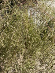 Physcia millegrana