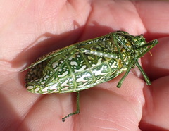 Physemacris variolosa