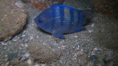 Abudefduf troschelii