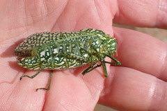 Physemacris variolosa