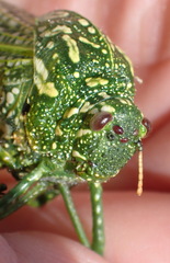 Physemacris variolosa