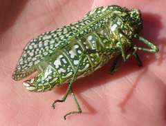 Physemacris variolosa