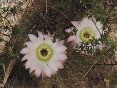 Echinopsis leucantha