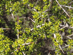 Condalia microphylla