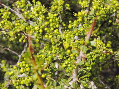 Condalia microphylla