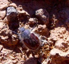 Paracotalpa