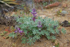 Lupinus concinnus concinnus
