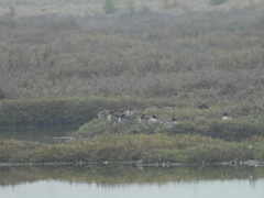 Anas crecca carolinensis