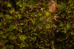 Syntrichia laevipila