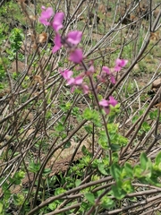 Syncolostemon transvaalensis