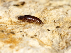 Chaetophiloscia sicula